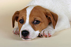 Jack Russell Terrier Welpe