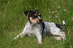 Jack Russell Terrier Welpe