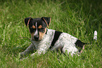 Jack Russell Terrier Welpe