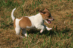 Jack Russell Terrier Welpe