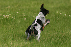 Jack Russell Terrier Welpen