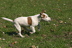 rennender Jack Russell Terrier