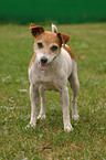 stehender Jack Russell Terrier