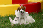 Jack Russell Terrier Welpen