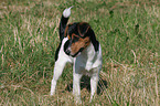 Jack Russell Terrier Welpe