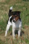 Jack Russell Terrier Welpe