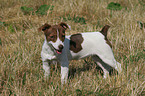 Jack Russell Terrier