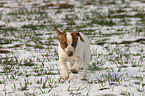 rennender Jack Russell Terrier