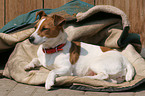 liegender Jack Russell Terrier