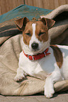 liegender Jack Russell Terrier