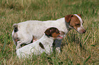 Jack Russell Terrier Mutter mit Welpe