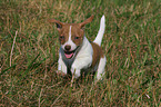 ser Jack Russell Terrier Welpe