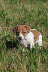 Jack Russell Terrier Welpe