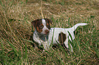 Jack Russell Terrier Welpe