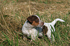 Jack Russell Terrier Welpe