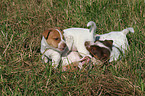 Jack Russell Terrier Welpen