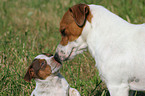 Jack Russell Terrier mit Welpe