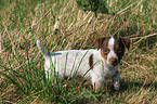 Jack Russell Terrier Welpe