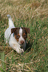 Jack Russell Terrier Welpe