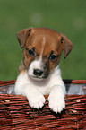 Jack Russell Terrier Welpe im Krbchen