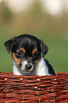 Jack Russell Terrier Welpe im Krbchen