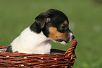 Jack Russell Terrier Welpe im Krbchen