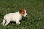 Jack Russell Terrier Welpe