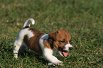 Jack Russell Terrier Welpe