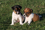 2 Jack Russell Terrier Welpen