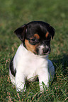 Jack Russell Terrier Welpe