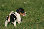 Jack Russell Terrier Welpe