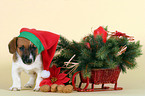 Jack Russell Terrier Welpe zu Weihnachten