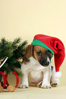 Jack Russell Terrier Welpe zu Weihnachten