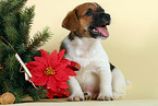 Jack Russell Terrier Welpe zu Weihnachten