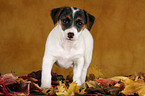 Jack Russell Terrier Welpe