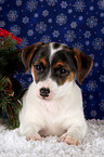 Jack Russell Terrier Welpe