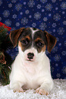 Jack Russell Terrier Welpe