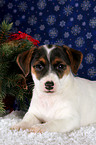 Jack Russell Terrier Welpe zu Weihnachten