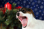 Jack Russell Terrier Welpe zu Weihnachten