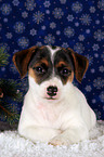 Jack Russell Terrier Welpe