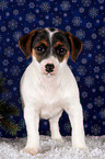 Jack Russell Terrier Welpe