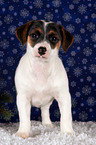 Jack Russell Terrier Welpe