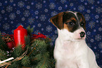 Jack Russell Terrier Welpe zu Weihnachten