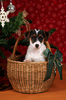 Jack Russell Terrier Welpe im Krbchen