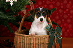 Jack Russell Terrier Welpe im Krbchen