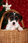 Jack Russell Terrier Welpe im Krbchen