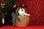 Jack Russell Terrier Welpe im Krbchen