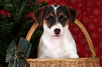 Jack Russell Terrier Welpe im Krbchen