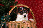 Jack Russell Terrier Welpe im Krbchen