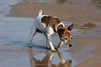 laufender Jack Russell Terrier